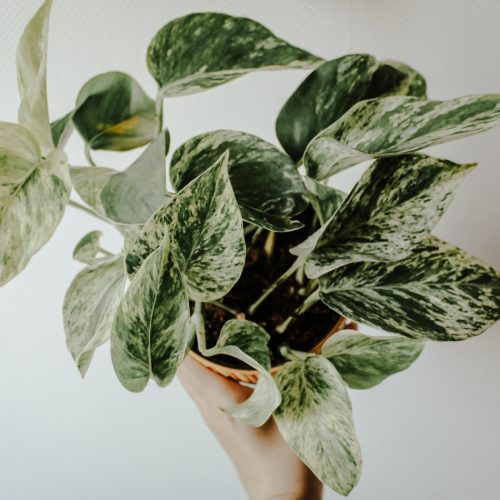 5 Must-Have Plants for a Refreshing Workspace