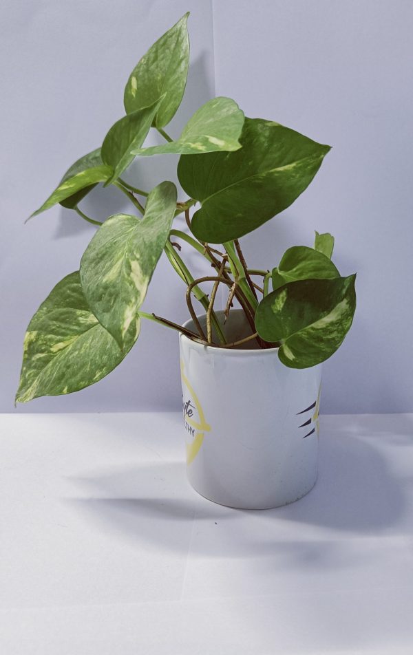 Money Plant