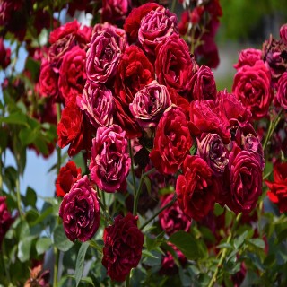 Flowering Plants