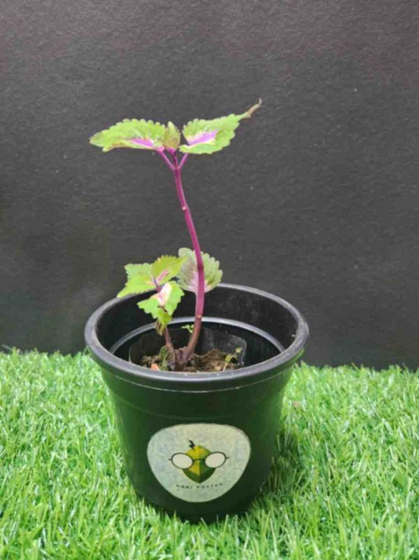 Coleus- Green and Pink