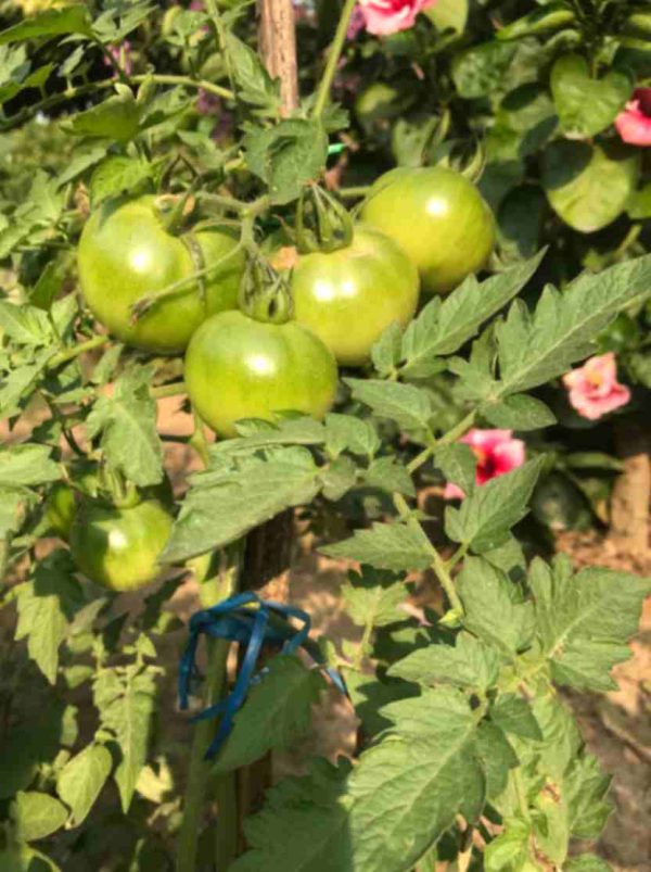 Tomato
