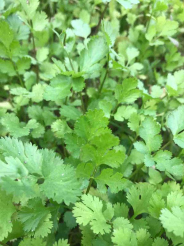 Coriander