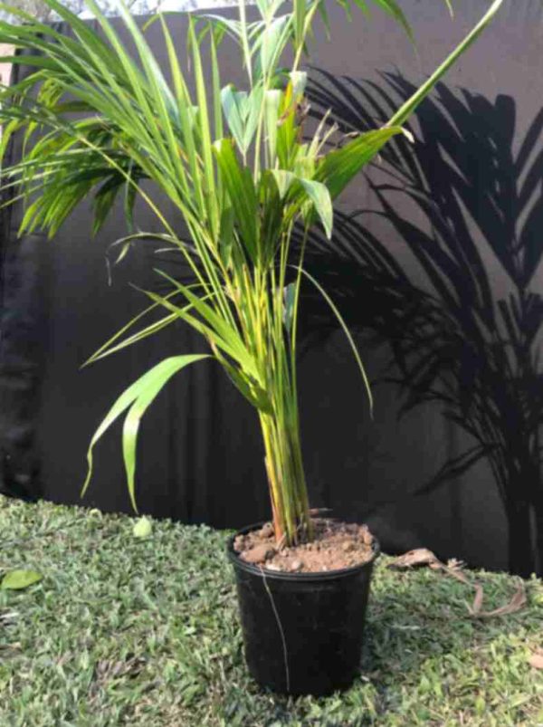 Areca Palm XXL