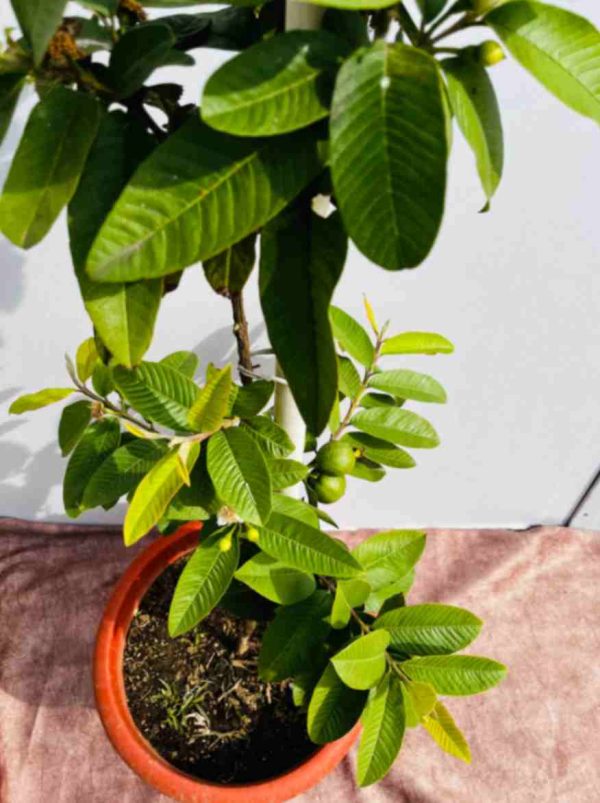 Guava