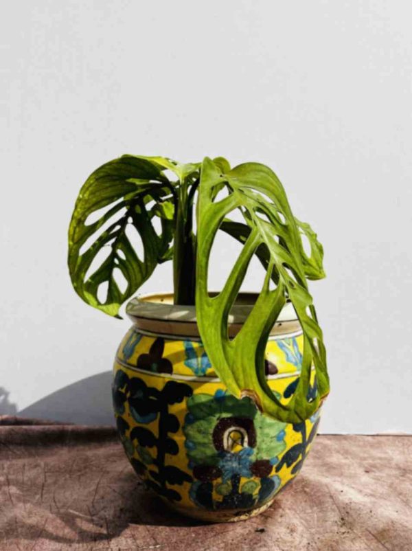 Broken heartplant(medium)