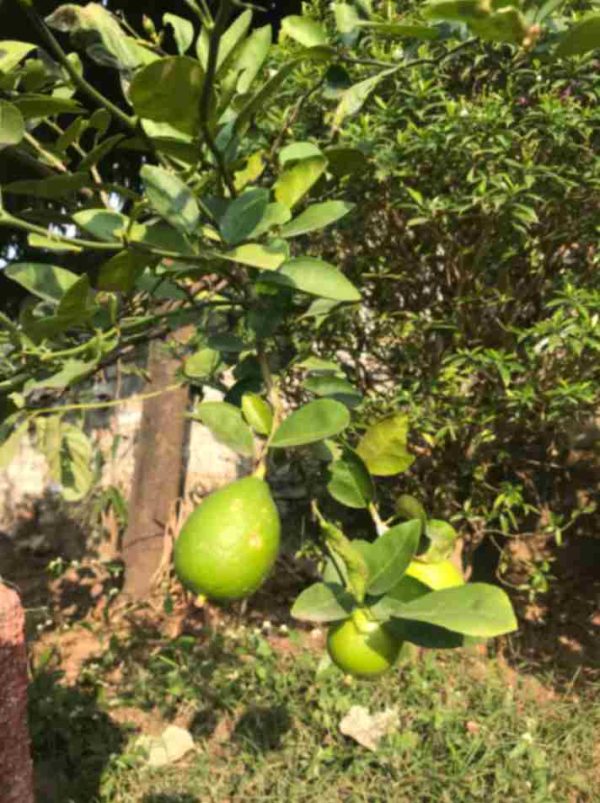Lemon