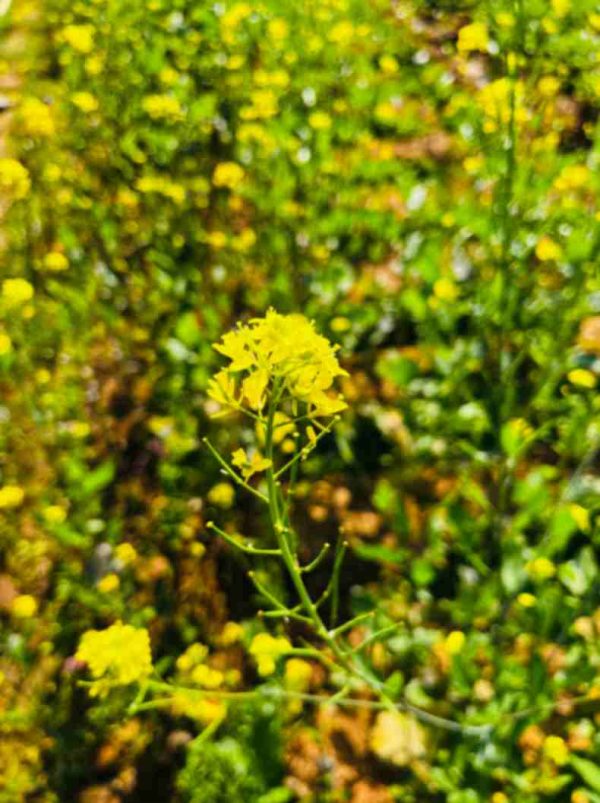 Mustard Plants