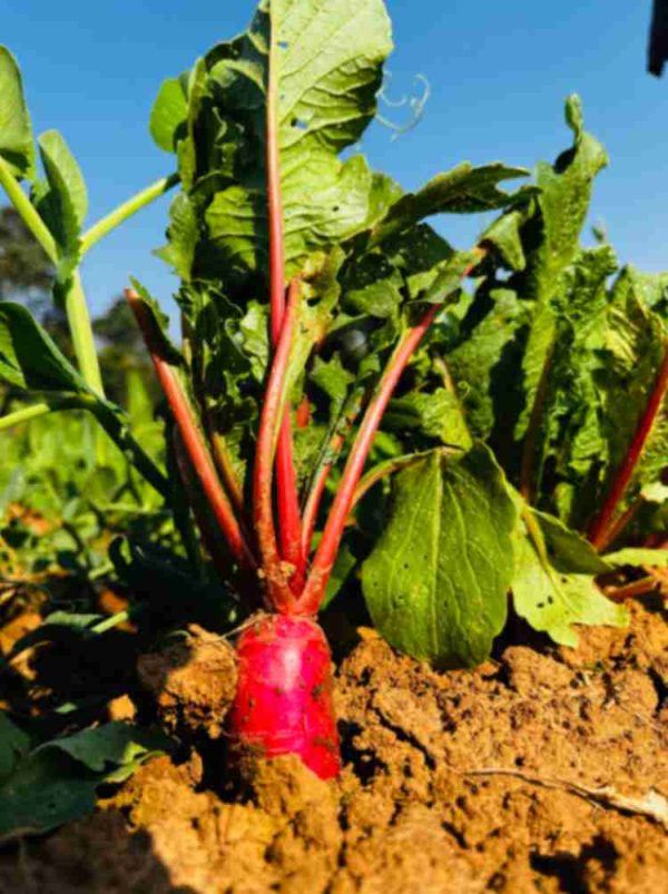 Red Radish