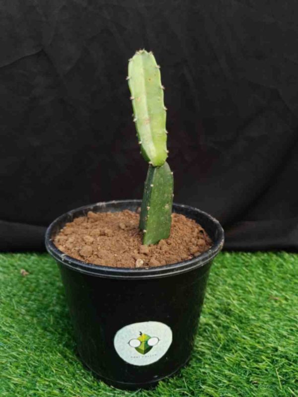 Cereus Jamacaru