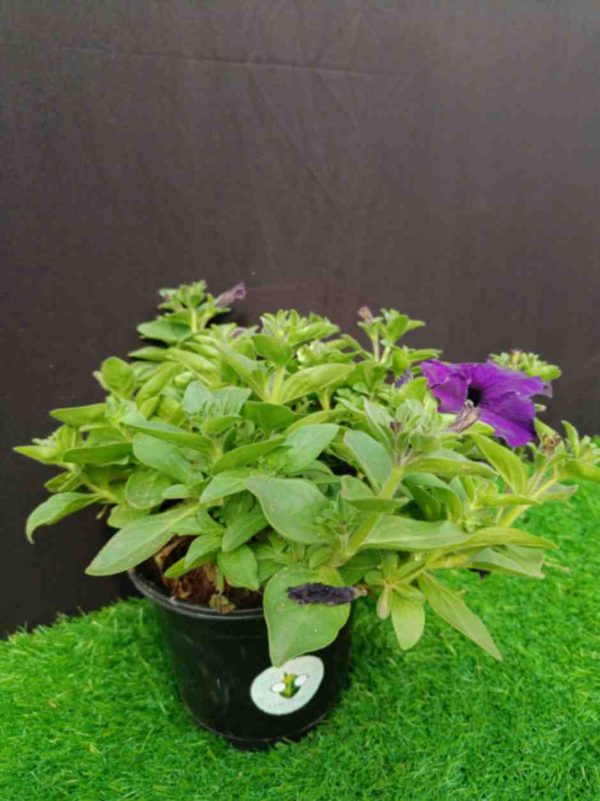 Petunia purple